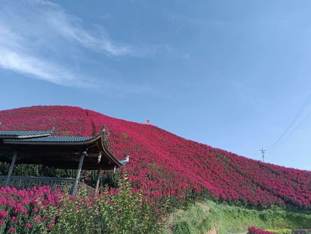 湖南懷化水源山花海景區 | 沉浸漫步在花海芬芳的意境之中。