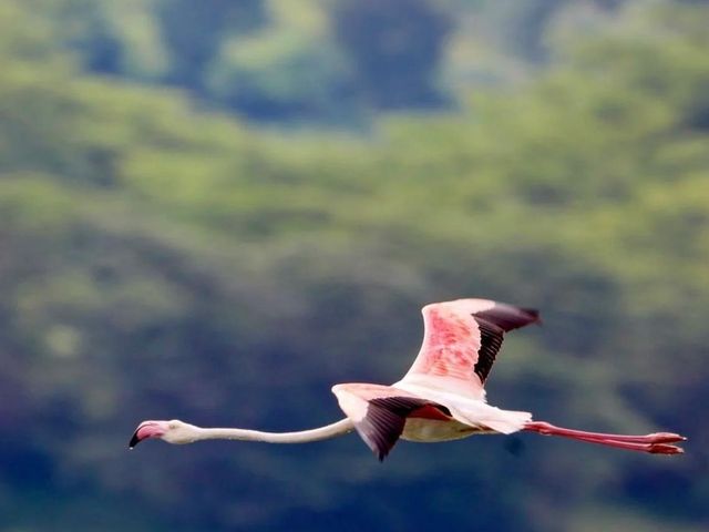 阿魯沙國家公園，梅魯火山下的火烈鳥天堂。