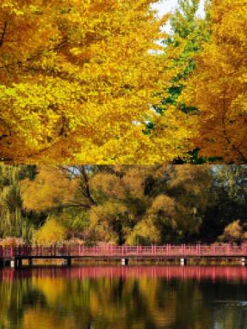 圓明園公園的絕美秋景即將消逝,趕快去欣賞吧。