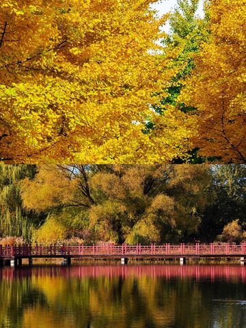 圓明園公園的絕美秋景即將消逝,趕快去欣賞吧。 圓明園公園的絕美秋景即將消逝,趕快去欣賞吧。