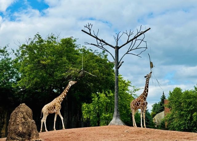 走進動物世界狂歡｜林肯公園動物園。
