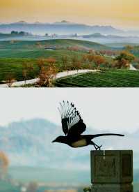 歡迎大家到我的家鄉貴州茶海。