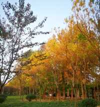 安丘市人民公園。