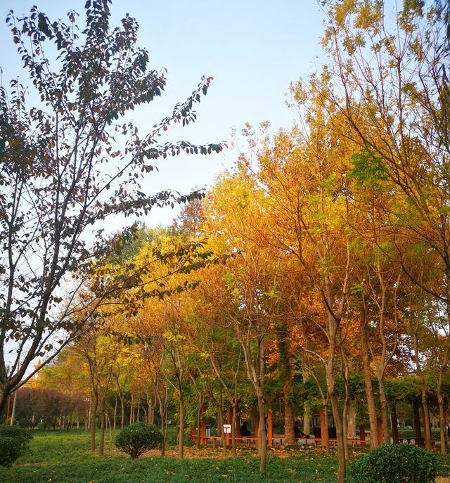 安丘市人民公園。