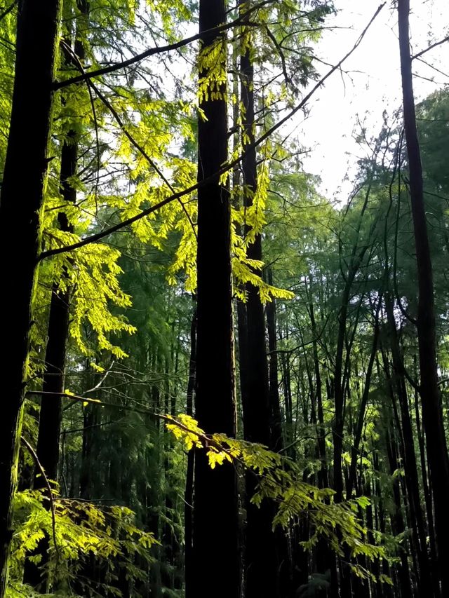 是杭州青山湖…滿眼的綠意。