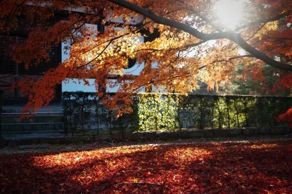 Kyoto To-ji Temple 