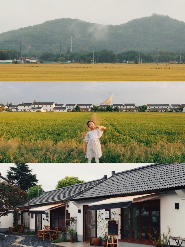 上海村咖⑤｜距離星空最近的稻田咖啡。
