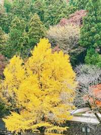 東京賞紅葉｜可能99%的人都不知道在這裡。