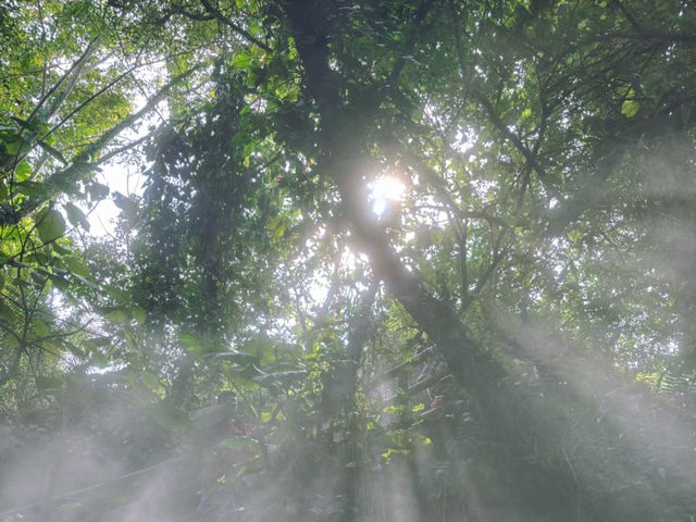廈門園林植物園：都市中的綠色仙境