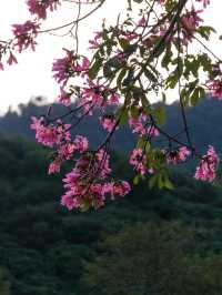 廣州這個公園異木棉簡直美到犯規