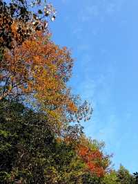 有點意外的象窩山生態園