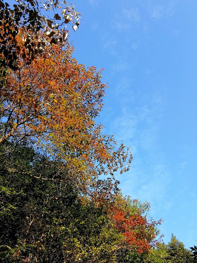 有點意外的象窩山生態園