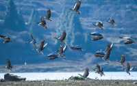 2,500隻黑頸鶴，10萬隻鳥類，草海越冬