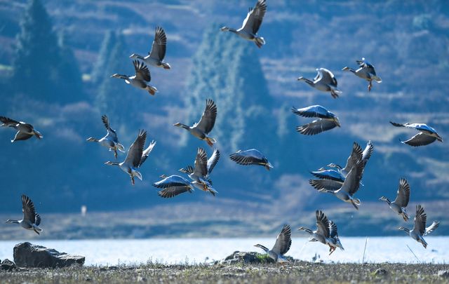 2,500隻黑頸鶴，10萬隻鳥類，草海越冬