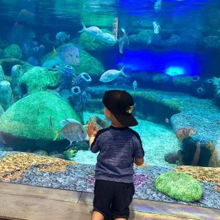 Explore the Oklahoma Aquarium in Tulsa