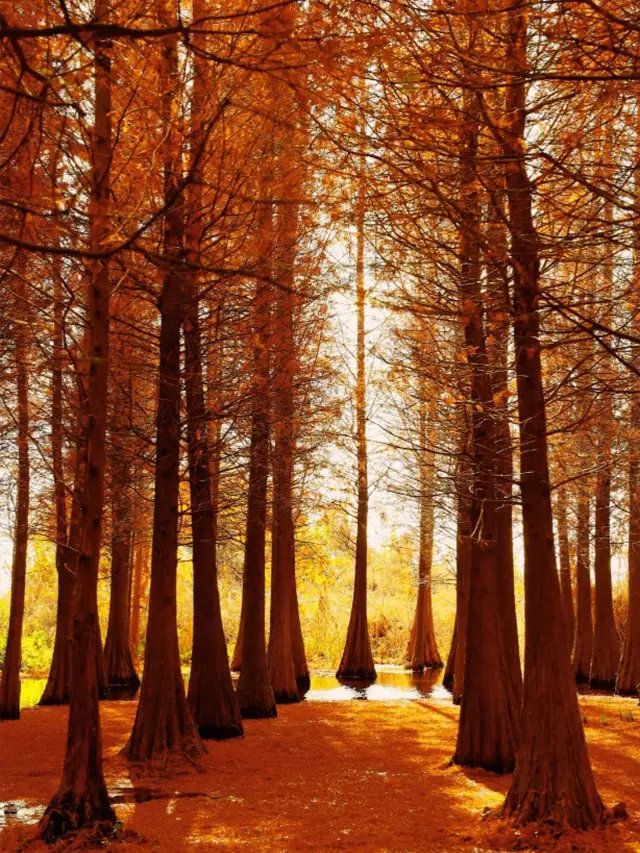 Winter Wonderland: The Dual Charm of Haihong Wetland and Marathon