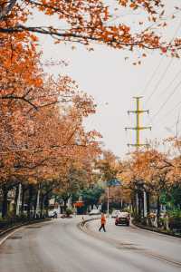 桂林超浪漫的紅楓大道，300棵楓葉樹全紅了！！