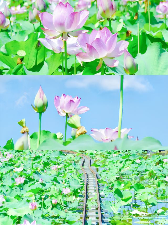 小眾行：解鎖福建「碧水丹山」密碼