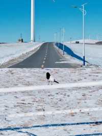 來自內蒙烏蘭察布草原白雪公主美麗的]秘密