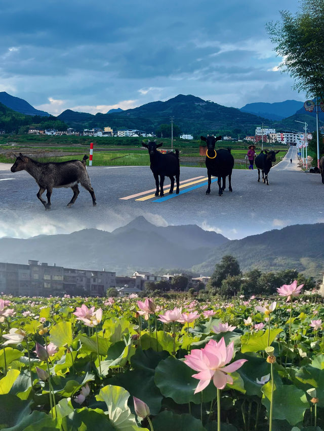白雲鄉的田園牧歌～假期玩轉福州永泰白雲鄉攻略
