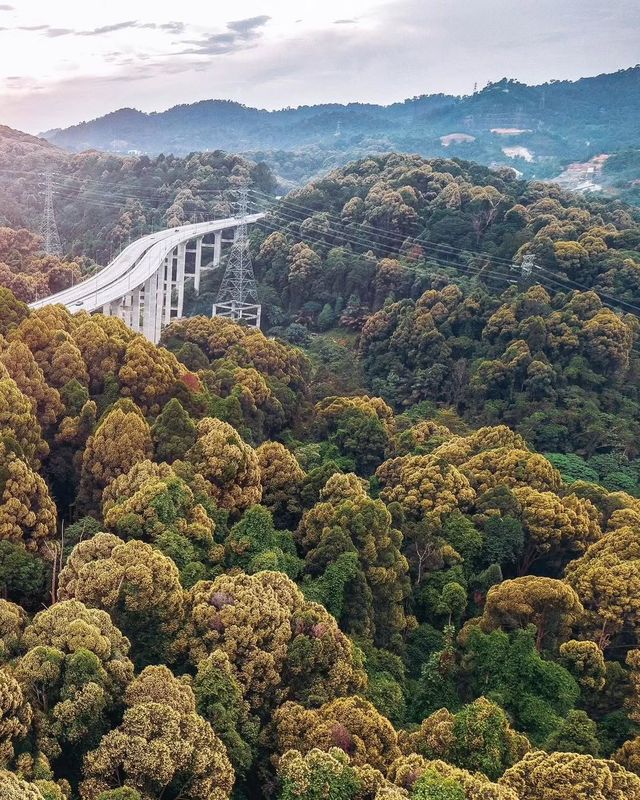 探秘馬來西亞最高公路旁的秘境森林，必打卡的治癒系行山路線！