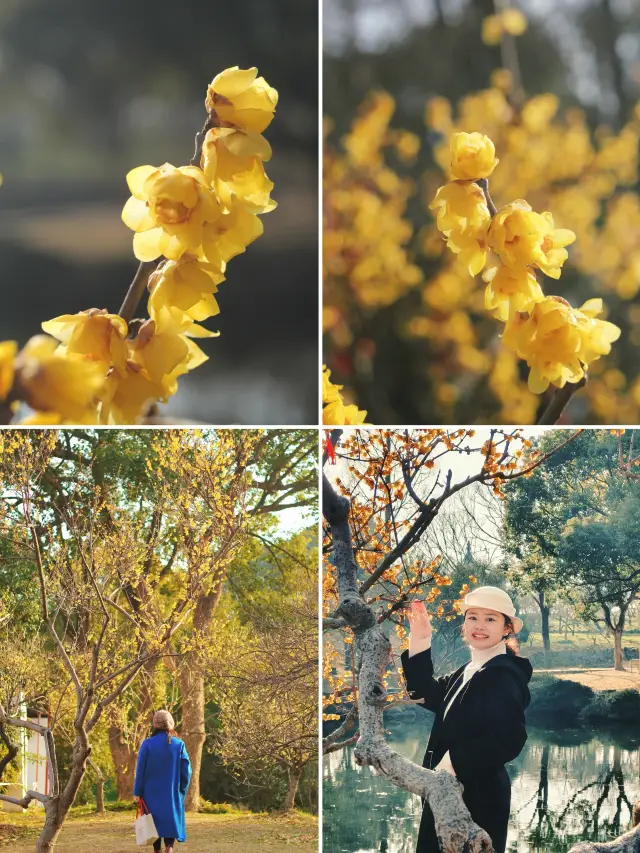 Spring in Wuxi, remember to visit Plum Garden to see wintersweet