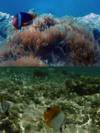 關島潛水攻略：探索海底世界的奇幻之旅