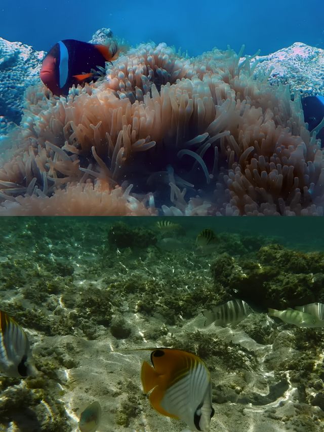 關島潛水攻略：探索海底世界的奇幻之旅
