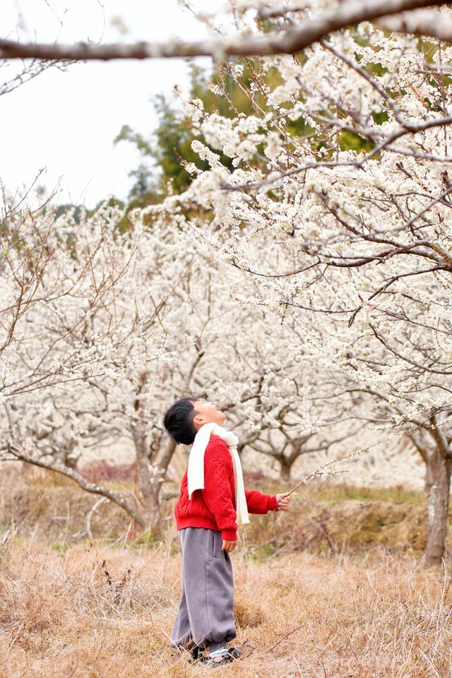 不要去桂峰村了！！這裏的李花才是無人境