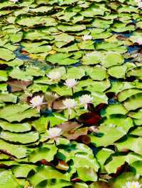 Kunming Attractions 
