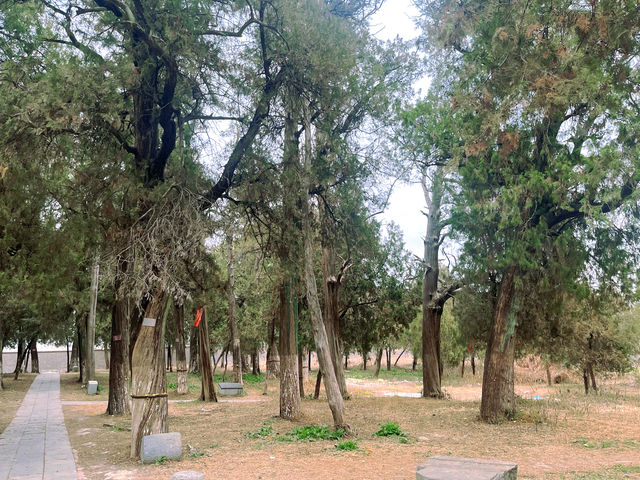 亳州魏堌堆一日遊 | 邂逅自然與歷史的完美旅程
