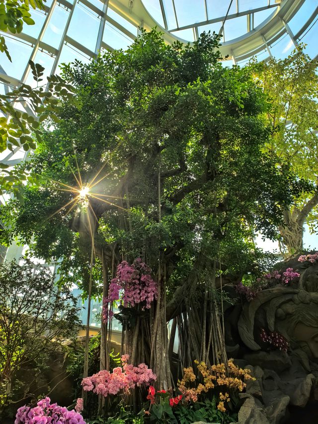 上海植物園，玻璃穹頂下的植物百科。