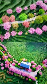 《國家地理》嘅櫻花茶園喺呢度
