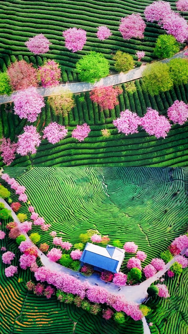 《國家地理》嘅櫻花茶園喺呢度
