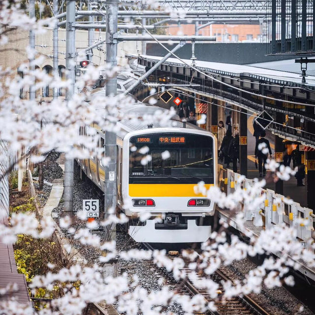 🌸東京｜能看到櫻花電車的小眾賞櫻地‼️