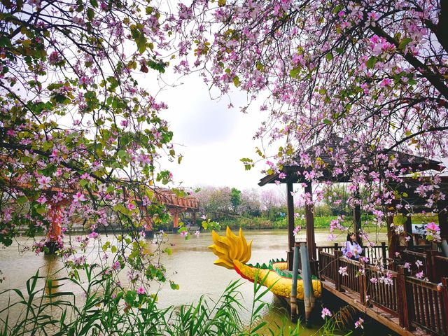 3月到海珠濕地公園觀賞紫荊花