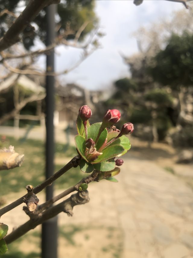 南京｜愚園的春天