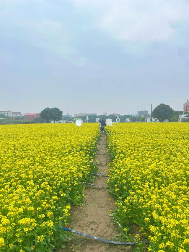 春日限定油菜花海，浪漫值拉滿