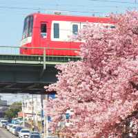 🌸被上野公園的櫻花美到失語啦