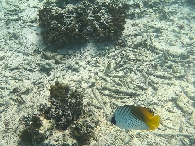 馬爾代夫·丹格迪島 | 探索夢幻水底浮潛區！
