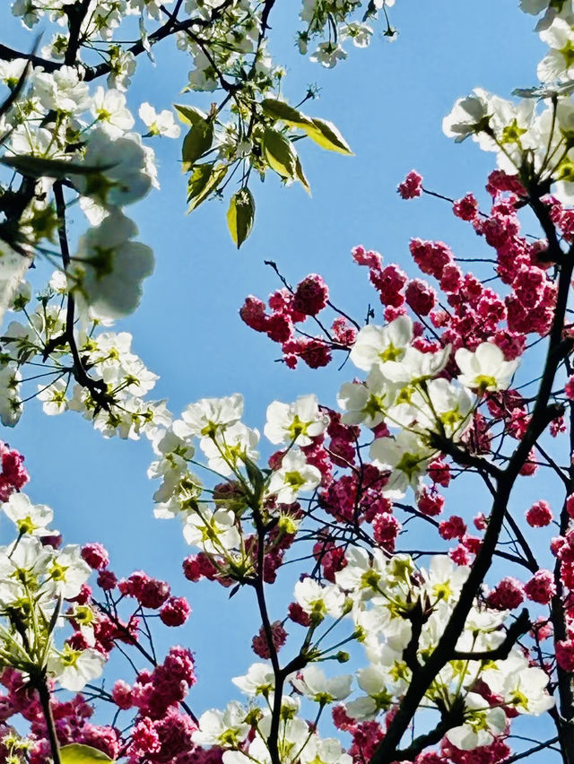 Yunnan University's Cherry Blossom Spectacle