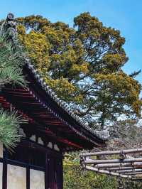 日本8日遊｜清明賞花不容錯過的路線