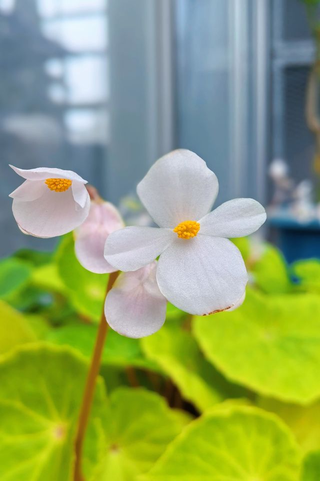 小石川植物園探秘｜未綻放，邂逅東京隱秘花園