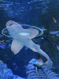 三亞這個不用花錢的水族館，真的讓人上頭！