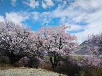 雅魯藏布林芝誤入藏地桃花源，邂逅春日限定浪漫