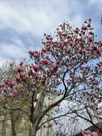 桃花塢春色