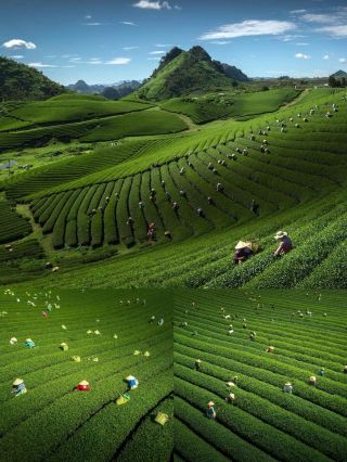 Moc Chau