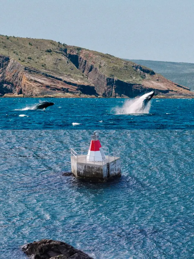 Journey Through a Fairytale World｜Encounter the Colorful Charm of St. John's