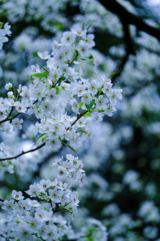 成都限定春日雪景 植物園梨花太美啦