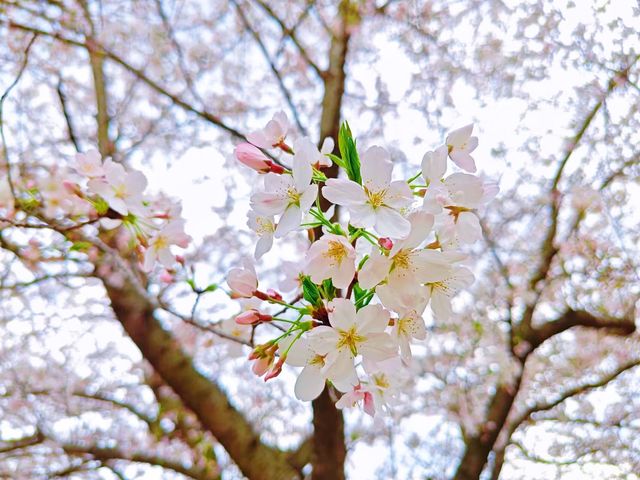 誤入現實版莫奈花園 武漢小眾賞櫻新地標